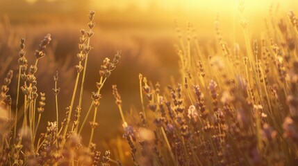 Fototapeta premium Sunset illuminates a field of lavender, casting a warm glow over the flowers and creating a stunning landscape scene