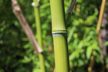Obraz premium close up bamboo stem in a botanical garden