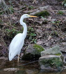 The Great Egret Ardea alba, also known as common egret, large egret or great white heron , is a large, widely distributed egret.