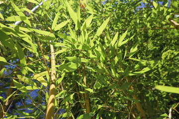 close up bamboo stem  in a botanical garden