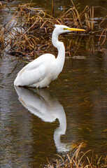 The Great Egret Ardea alba, also known as common egret, large egret or great white heron , is a large, widely distributed egret.