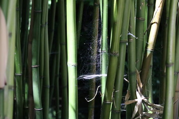 Obraz premium close up dense bamboo forest , exotic vegetation