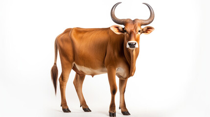 male banteng isolated on white background сreated with Generative Ai