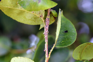 Fototapeta premium Pear grass aphid (Melanaphis pyraria) and pear psylla, European pear sucker (Cacopsylla pyri). A colony of wingless insects on pear leaf and shoots.