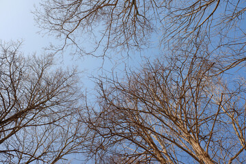 bare tree branches against a blue sky