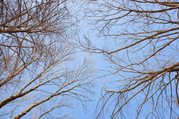 Fototapeta na wymiar bare tree branches against a blue sky