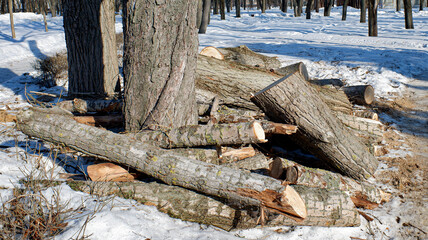 chopped tree branches in the snow in winter