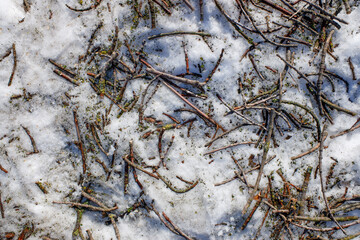 chopped tree branches in the snow in winter