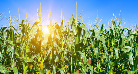 Green corn field and sunrise on a blue sky. Wide photo.
