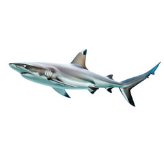 Obraz premium Photo of shark isolated on transparent background