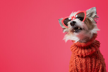 An elated white dog donning red heart sunglasses and an orange sweater looks upward with joyous anticipation