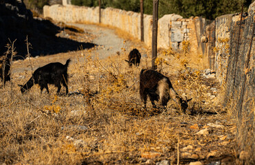 Goats on the island of Rhodes, walking around the city.
