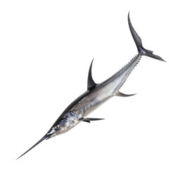 Photo of swordfish isolated on transparent background