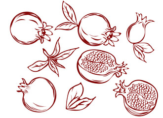 set of hand drawn pomegranate fruits