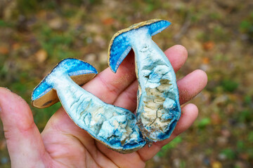 Two halves of the edible mushroom Gyroporus cyanescens in a hand, commonly known as the bluing...