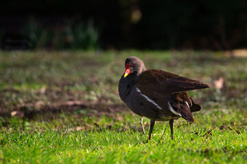 Common moorhen. Gallinula chloropus, Malaga, Germany