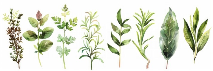 Hand-drawn Watercolor Set of Assorted Herbs and Spices Generative AI - obrazy, fototapety, plakaty