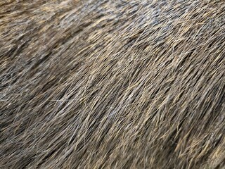 Close-up of dense elk hair