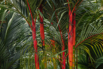 Red palm background. Lipstick palm or Cyrtostachys renda with bright trunk