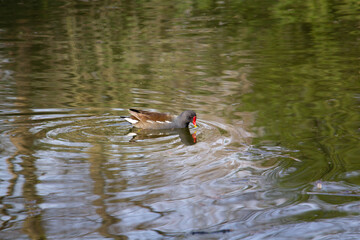 Common moorhen. Gallinula chloropus, Malaga, Germany