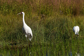 The whooping crane (Grus americana)