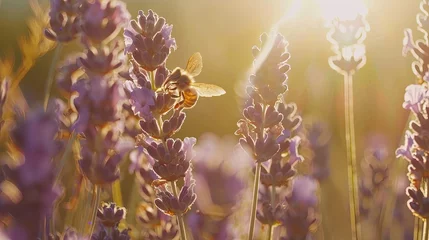 Foto op Plexiglas  Honey bee pollinates lavender flowers. Soft focus. Close-up macro image with blurred background. Lavender flowers and a honey bee in perfect harmony. A symphony of nature. © Евгений Федоров