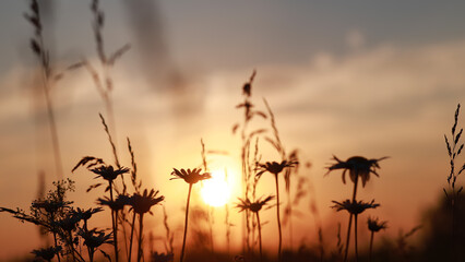 Summer landscape. Silhouettes of daisies against the background of a summer sunset or sunrise.