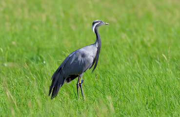 The demoiselle crane (Grus virgo)