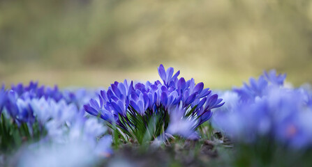 Schöne blühende Krokusse blau lila weiß, Hintergrund frei