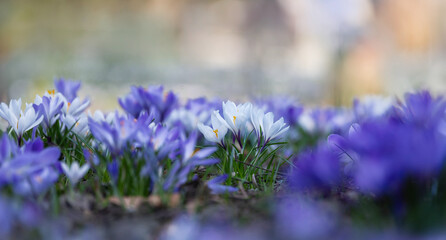 Schöne blühende Krokusse blau lila weiß, Hintergrund frei