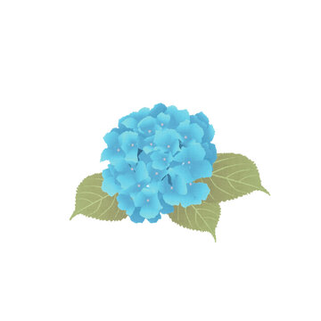 青色の紫陽花