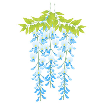 青色の藤の花