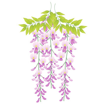紫色の藤の花