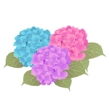 色とりどりの紫陽花