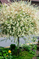 The garden has a decorative hakuro nishiki willow.