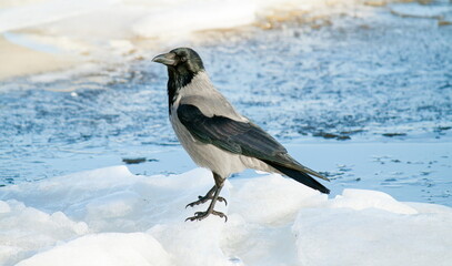 crow in snow