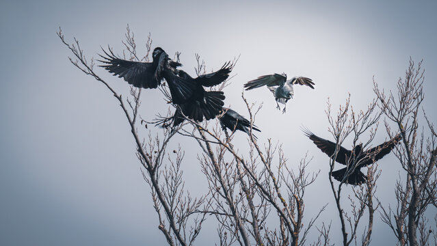 Raben bei der Balz, k&auml;mpfende Raben im Fr&uuml;hjahr 1