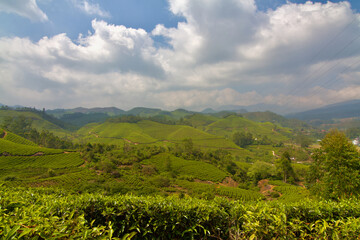 Tea plantation in Munnar, India