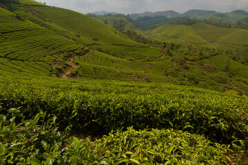 Fototapeta na wymiar Tea plantation in Munnar, India