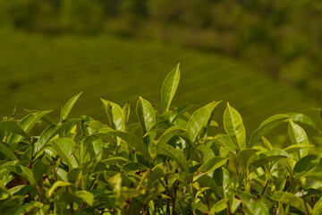 Tea plantation in Munnar, India