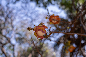 Couroupita guianensis flower, (cannonball tree ) often found in Buddhist temples