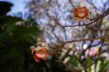 Couroupita guianensis flower, (cannonball tree ) often found in Buddhist temples