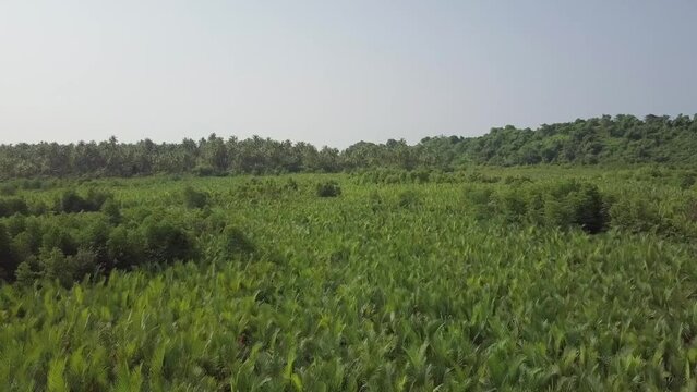 Green palm oil plantation, palms in rows, aerial forward, forest panorama, flying over tropical plantation. Fresh green pattern of symmetrically farmland. Agriculture and farming, coconut planting.
