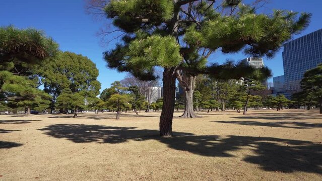  Front Gardens of the Imperial Palace in Tokyo, Ja
