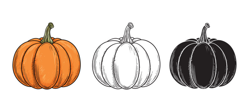 pumpkin illustration, outline, vector, silhouette, coloring page on white background 
