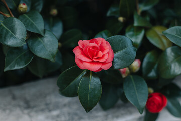 Beautiful pink Camellia flowers in a garden.