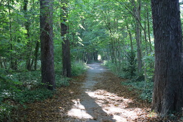 path in the woods , european forest