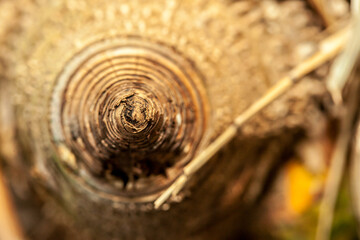 Closeup of bamboo tree base