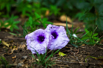 purple crocus flower, "wine cup"