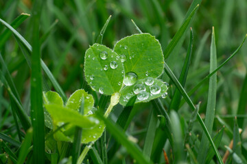 Dew drops on clover leaves glisten in sun